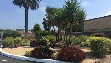 Un jardin aménagé avec différentes plantes et un palmier.