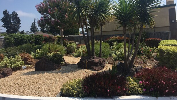 A landscaped garden with palm trees, flowering shrubs, and a gravel path. - Hitching Post Studios Inn (Santa Cruz)