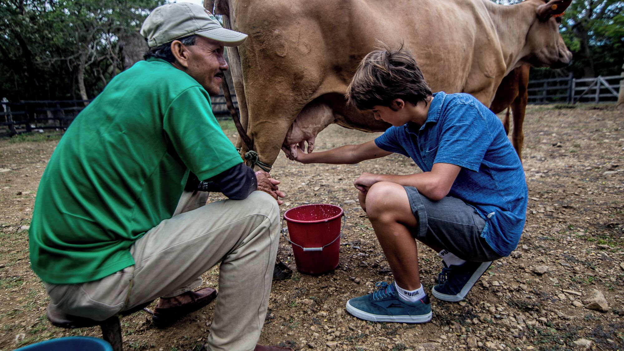 Dos personas ordeñando una vaca en un entorno al aire libre, con un balde rojo cerca.