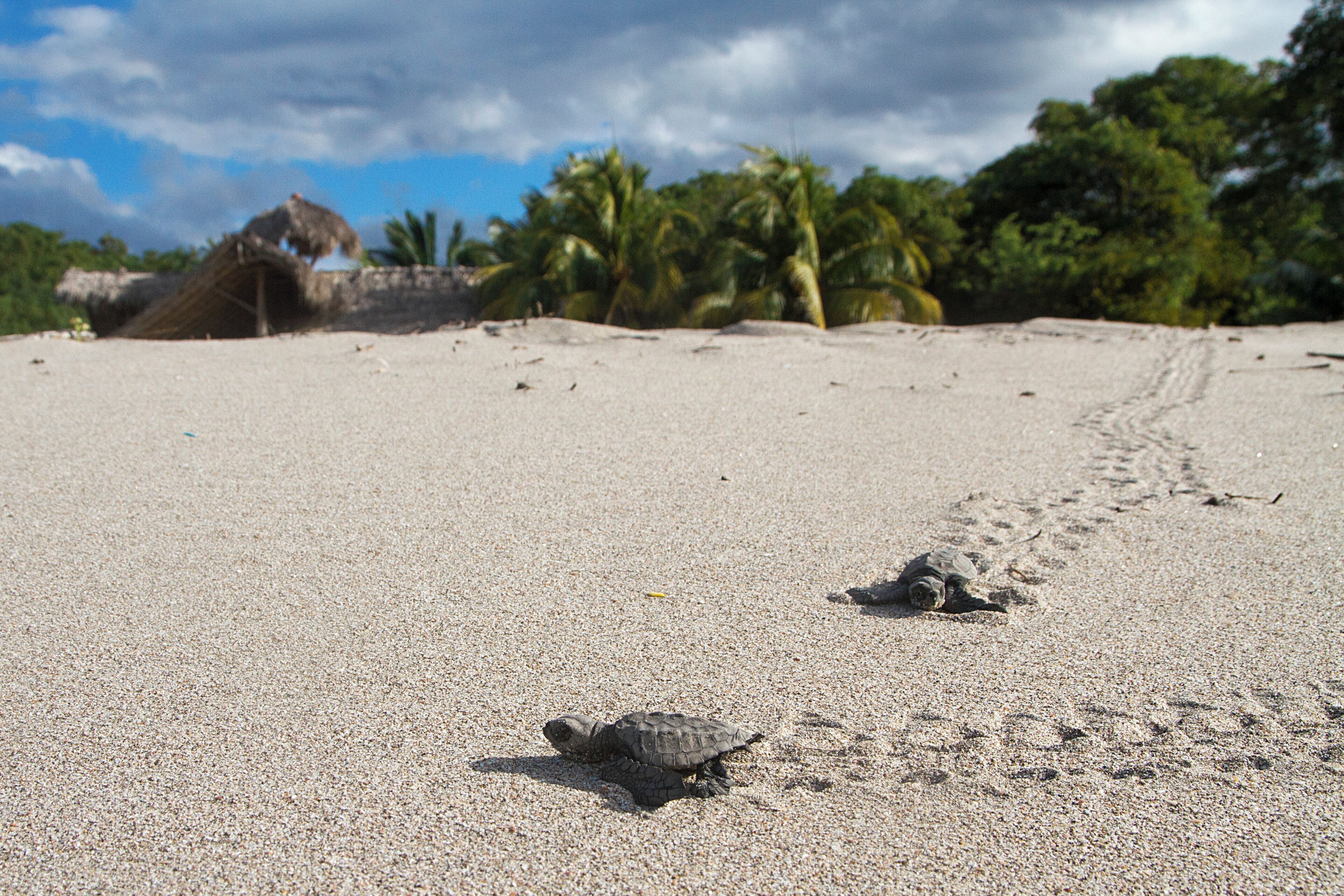A turtle on a sandy beach with footprints leading towards the ocean, palm trees, and a thatched structure in the background.