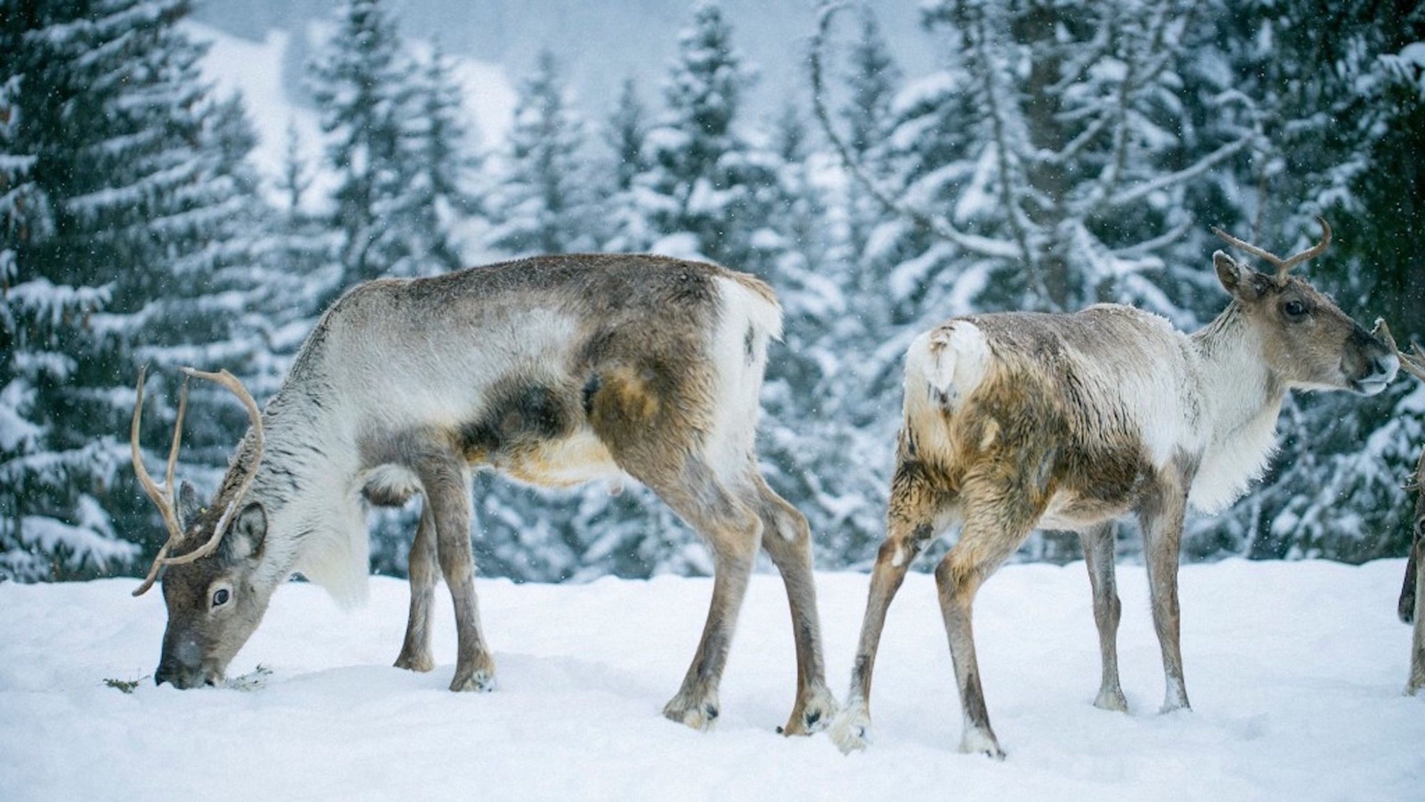 A snowy landscape with two deer grazing.