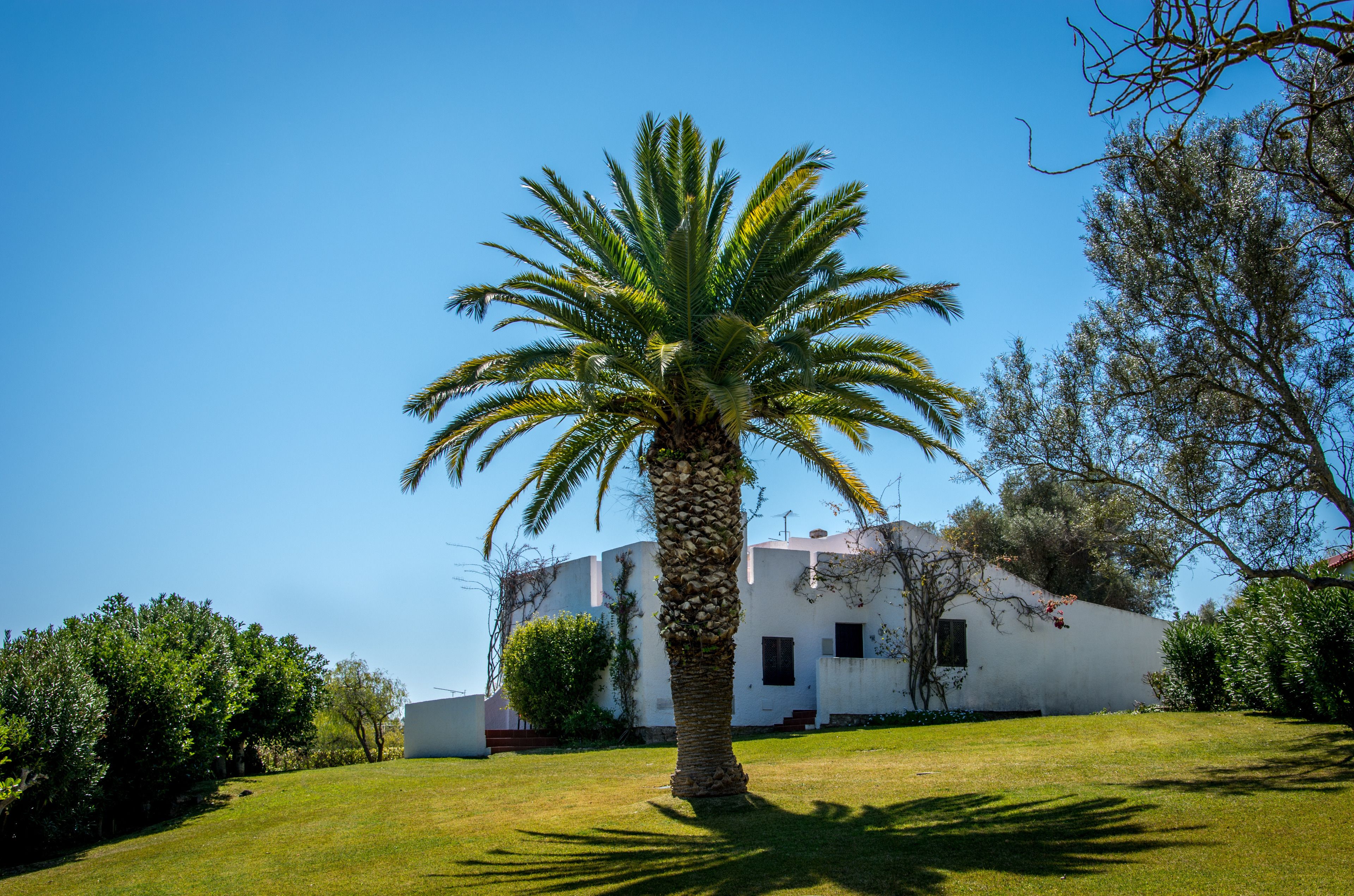 A palm tree in front of a white building with a sloped roof, surrounded by greenery.