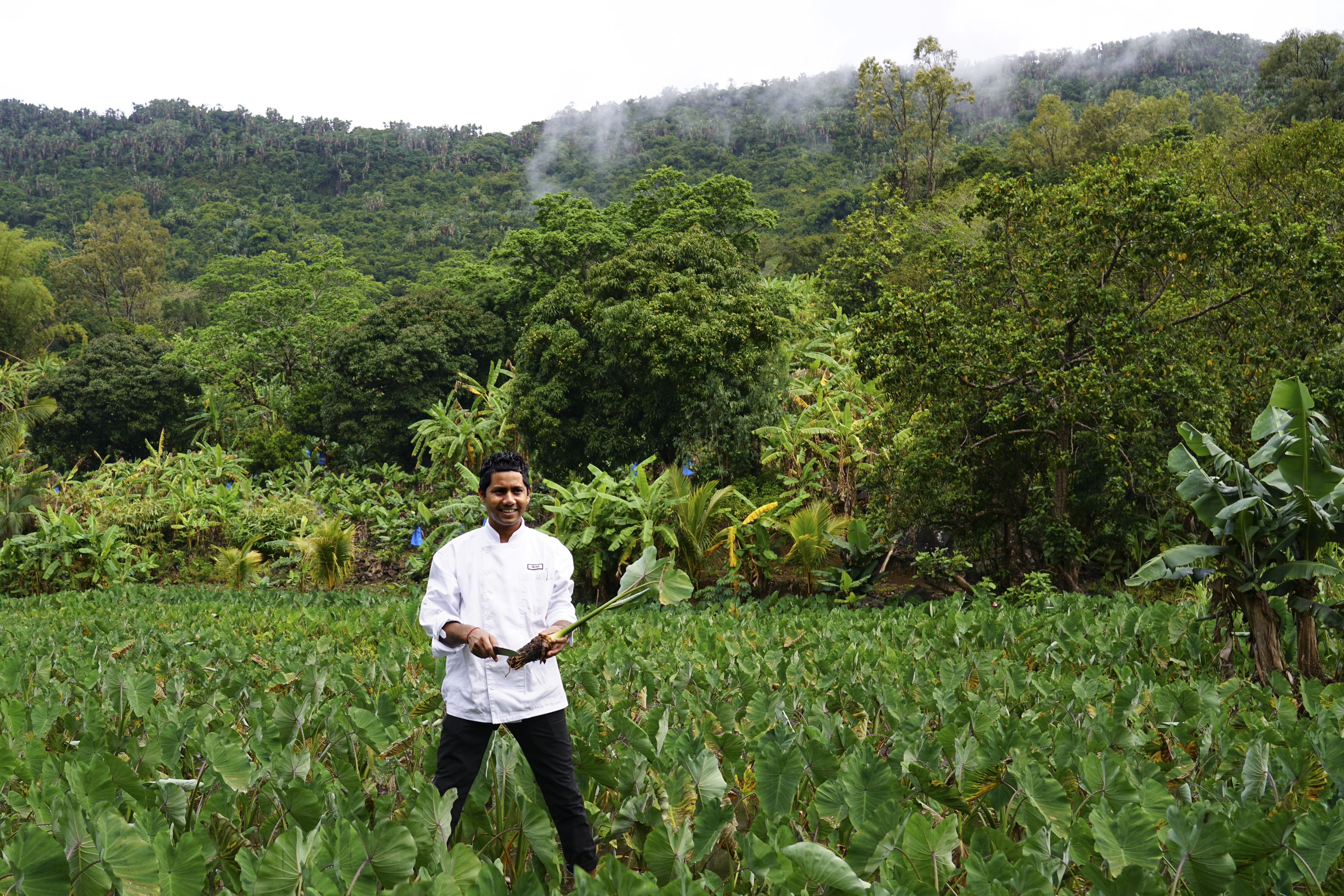 A chef standing in a lush green field with banana trees and a forested hill in the background.