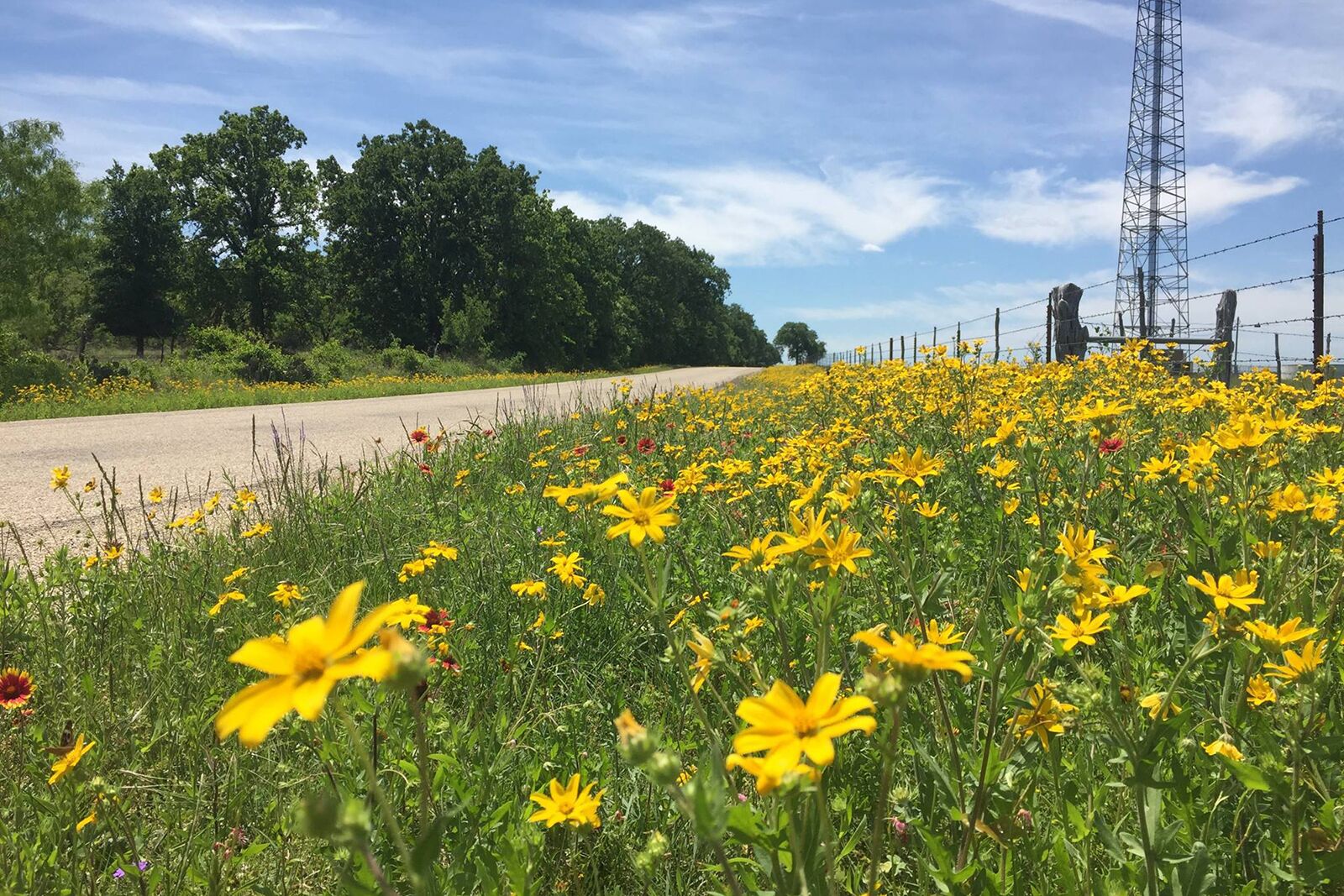 A field of yellow flowers along a roadside with a power line tower in the background.