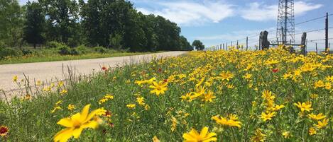 A field of yellow flowers along a roadside with a power line tower in the background.