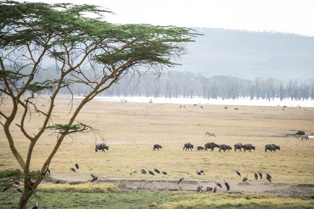 Sarova Lion Hill Game Lodge: Kenya Safari Lodge in Lake Nakuru National Park by null