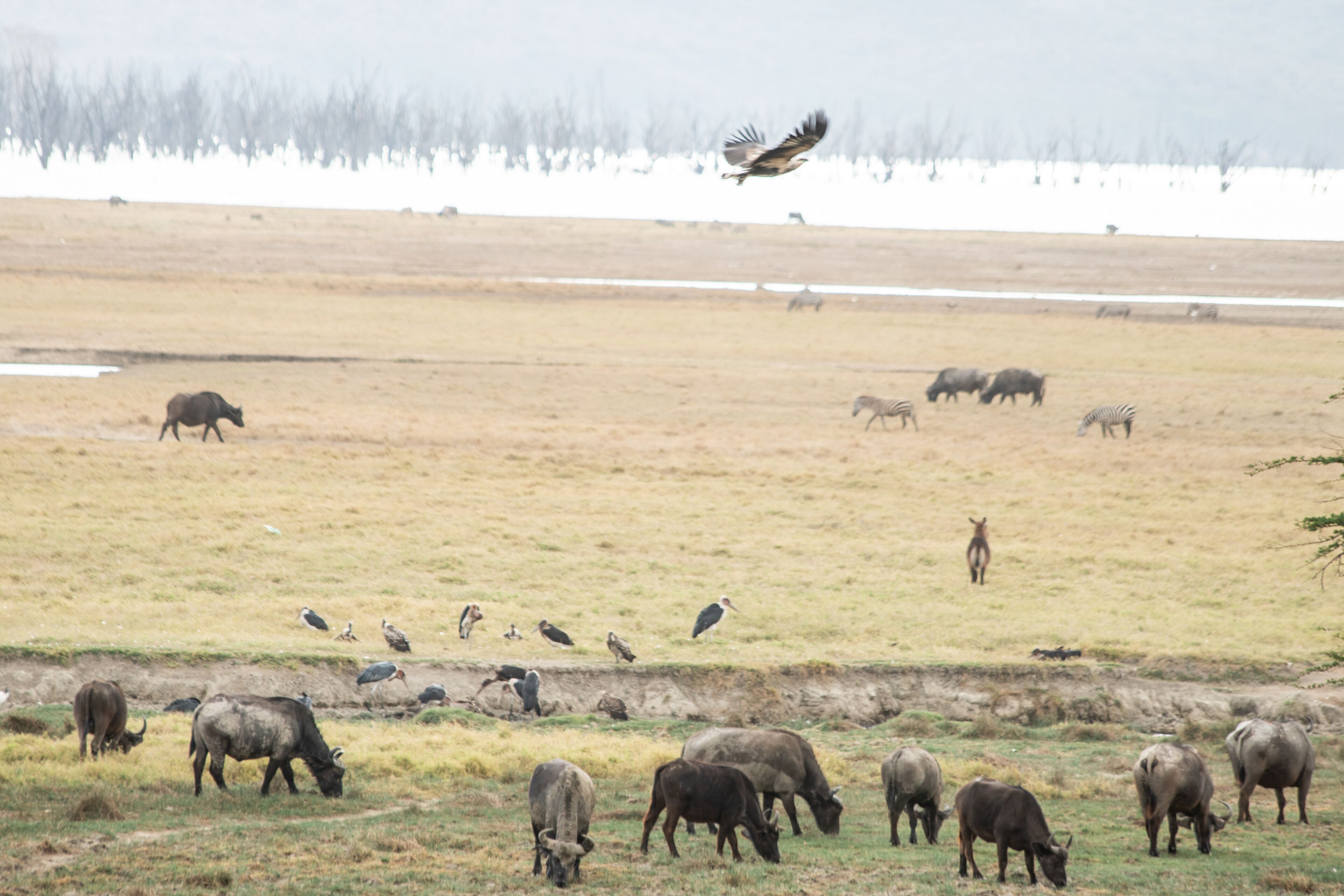 Photo - Sarova Lion Hill Game Lodge