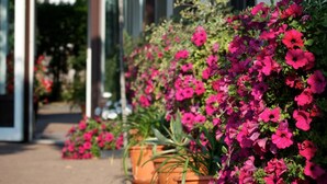 Un edificio con un porche cubierto y macetas con flores rosas.