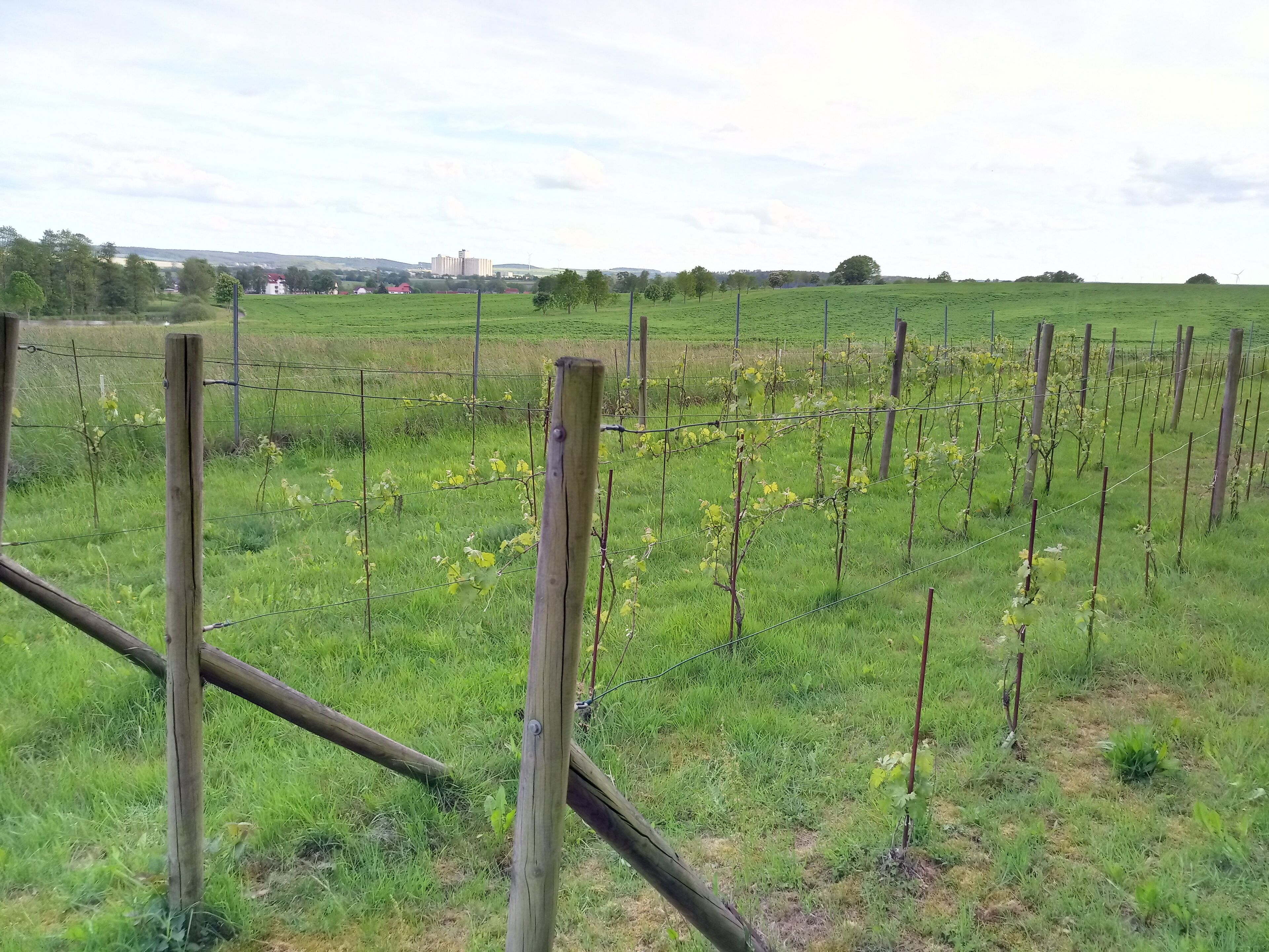 Ein Weinberg mit Rebenzeilen, gestützt von Holzbalken und Draht.