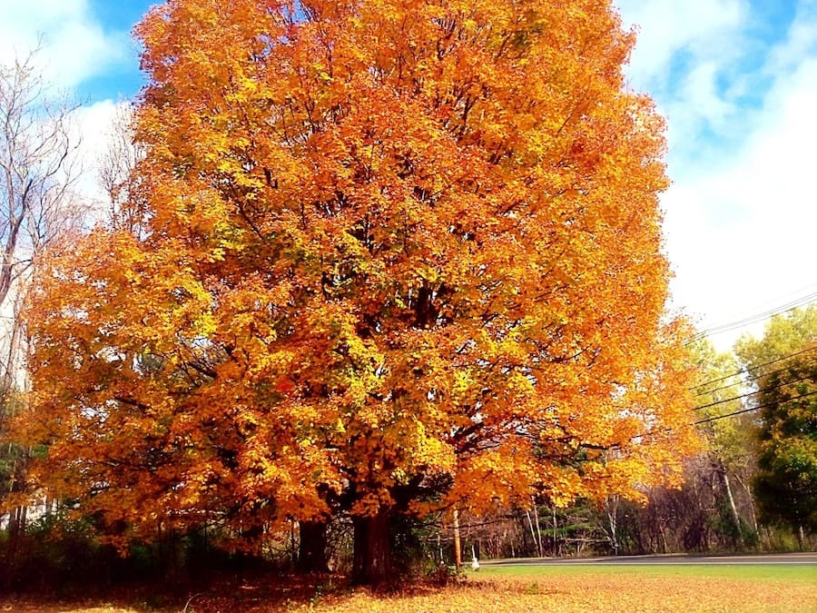 Utsikt fra overnattingsstedet