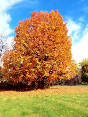 A large tree with orange leaves in a grassy field. - Starlight Inn (Bennington)