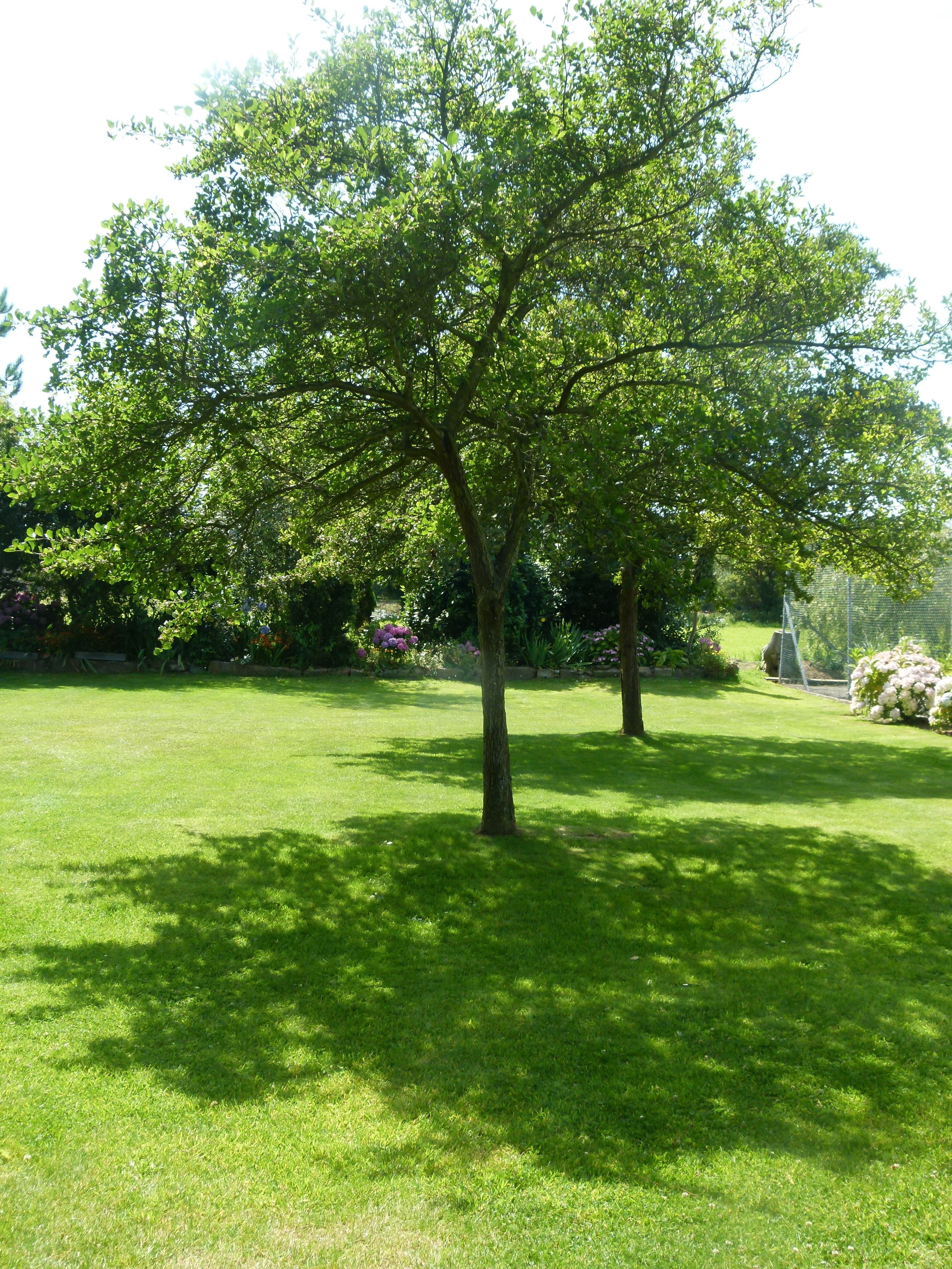 A well-maintained lawn with a large tree in the center.