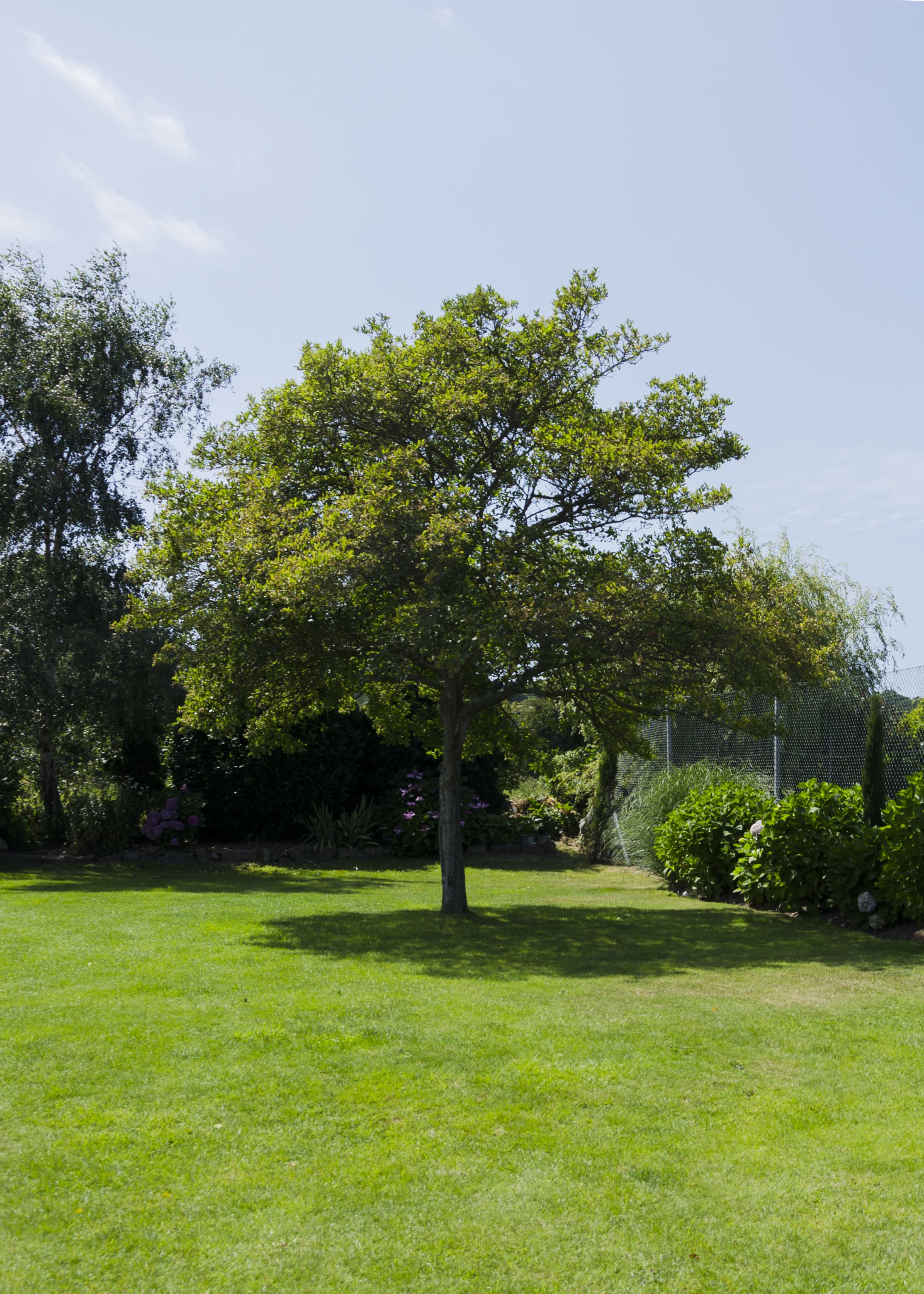 A tree in a well-maintained grassy area with a fence in the background.