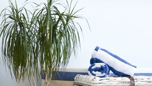 Una planta en maceta, una cesta de mimbre y un cojín a rayas junto a una pared.