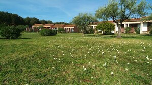 Un campo cubierto de pasto con flores blancas, un árbol y una hilera de edificios con techos rojos.