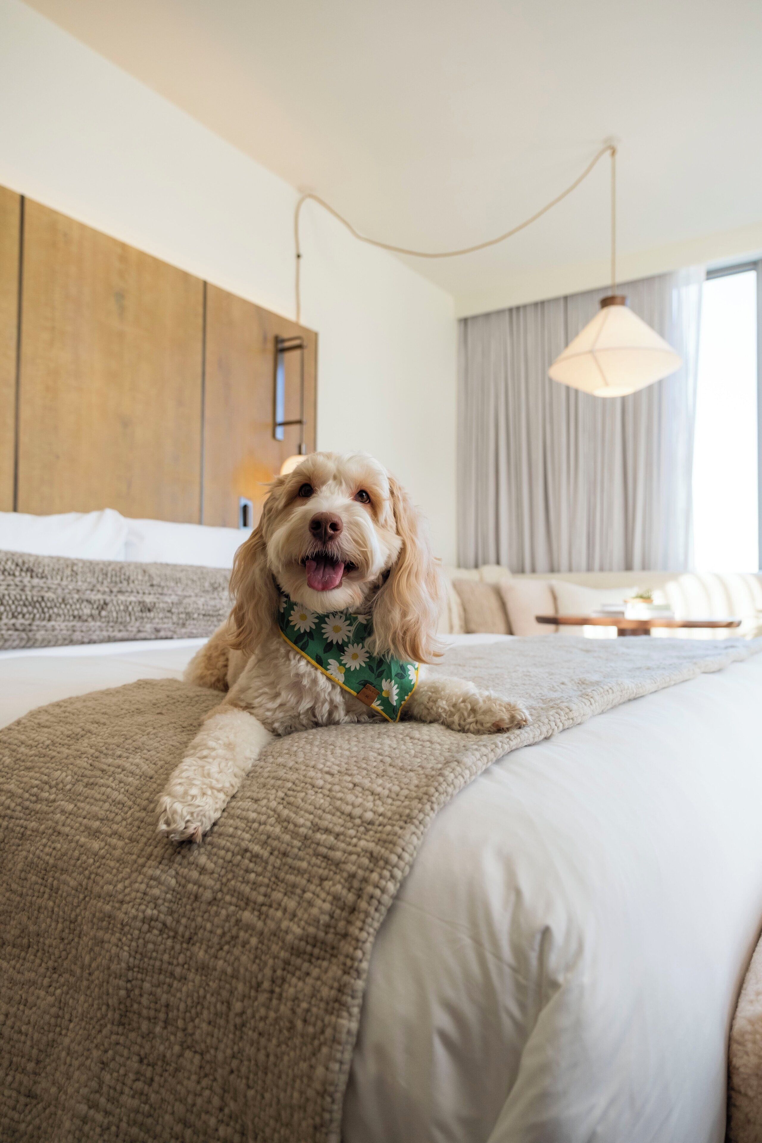 A dog lying on a bed with a blanket, a wooden headboard, a hanging light fixture, and a window with curtains.