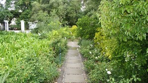 A stone pathway flanked by lush greenery and flowering plants, leading towards a white building with columns. - Beauclair Guest Cottage (Stellenbosch)
