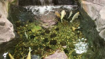 A koi pond with a waterfall, surrounded by rocks and aquatic plants.