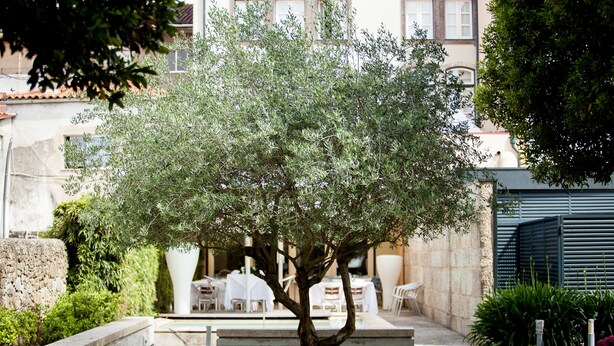 A courtyard with a tree, outdoor seating, and a building in the background. - Hotel Bracara Augusta (Braga)