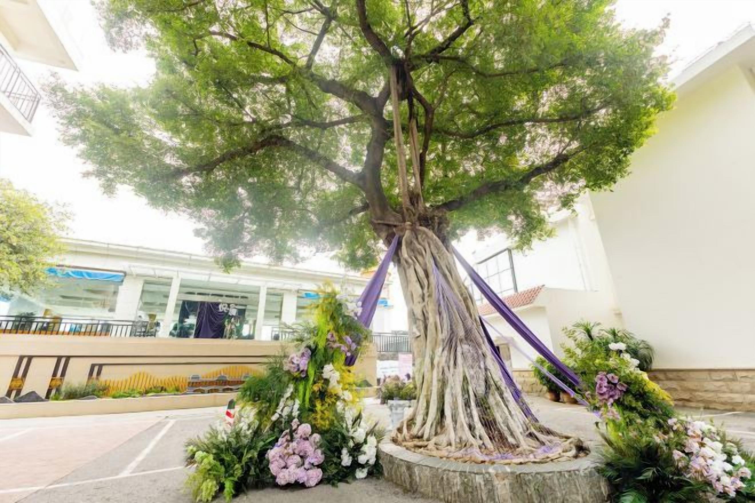 A large tree with a thick trunk and a wide canopy, surrounded by a circular stone base with floral arrangements.