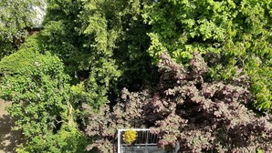 Une terrasse sur le toit, accessible par un escalier en métal qui mène à une balustrade blanche, le tout entouré d’un feuillage verdoyant et luxuriant.
