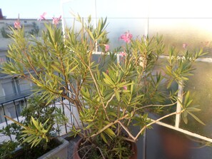 Single Room | Terrace/patio - Nafsika Hotel Athens Centre (Athens)
