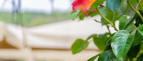 A greenhouse with potted plants and flowers, including roses.