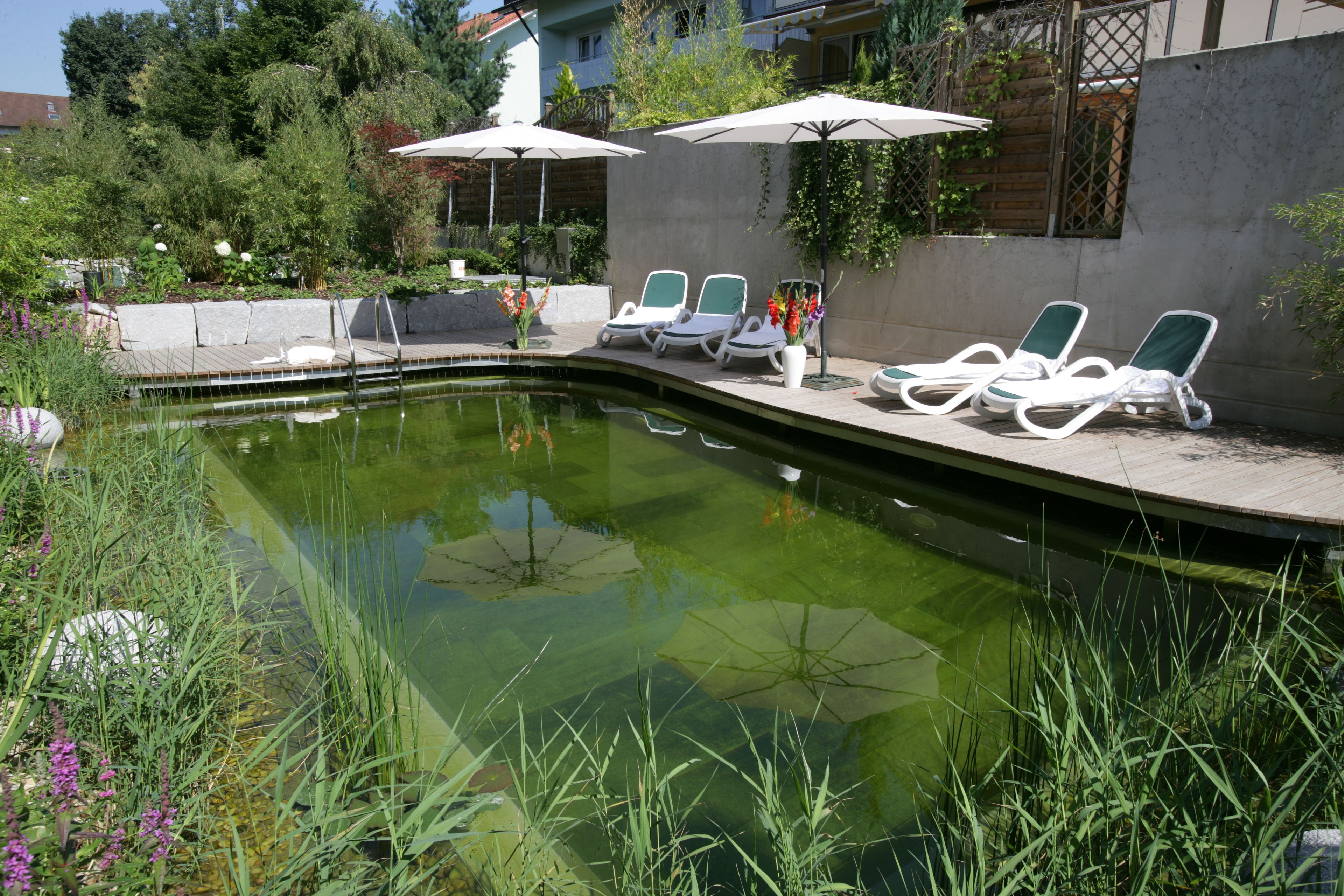 A swimming pool with lounge chairs and umbrellas, surrounded by greenery and a concrete deck.