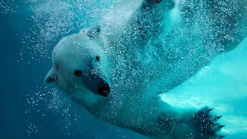 Un oso polar nadando bajo el agua.
