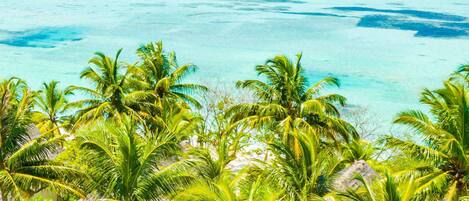 Overwater bungalows with clear turquoise water and palm trees in the foreground.