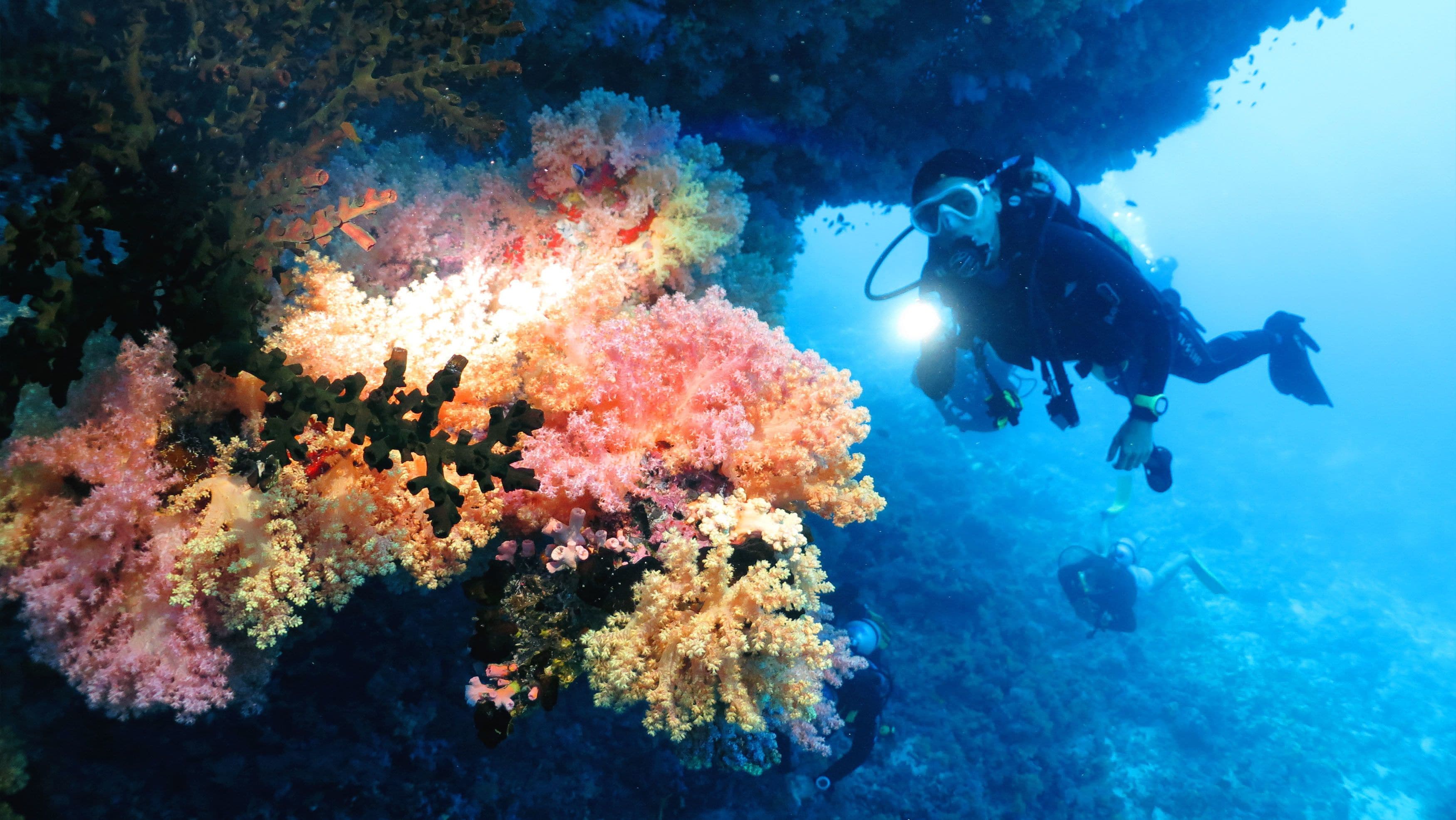 Un plongeur explore un récif corallien aux couleurs vives, où l’on trouve une grande variété d’espèces marines.