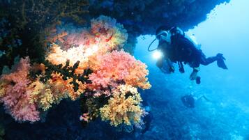 Un plongeur explore un récif corallien aux couleurs vives, où l’on trouve une grande variété d’espèces marines.