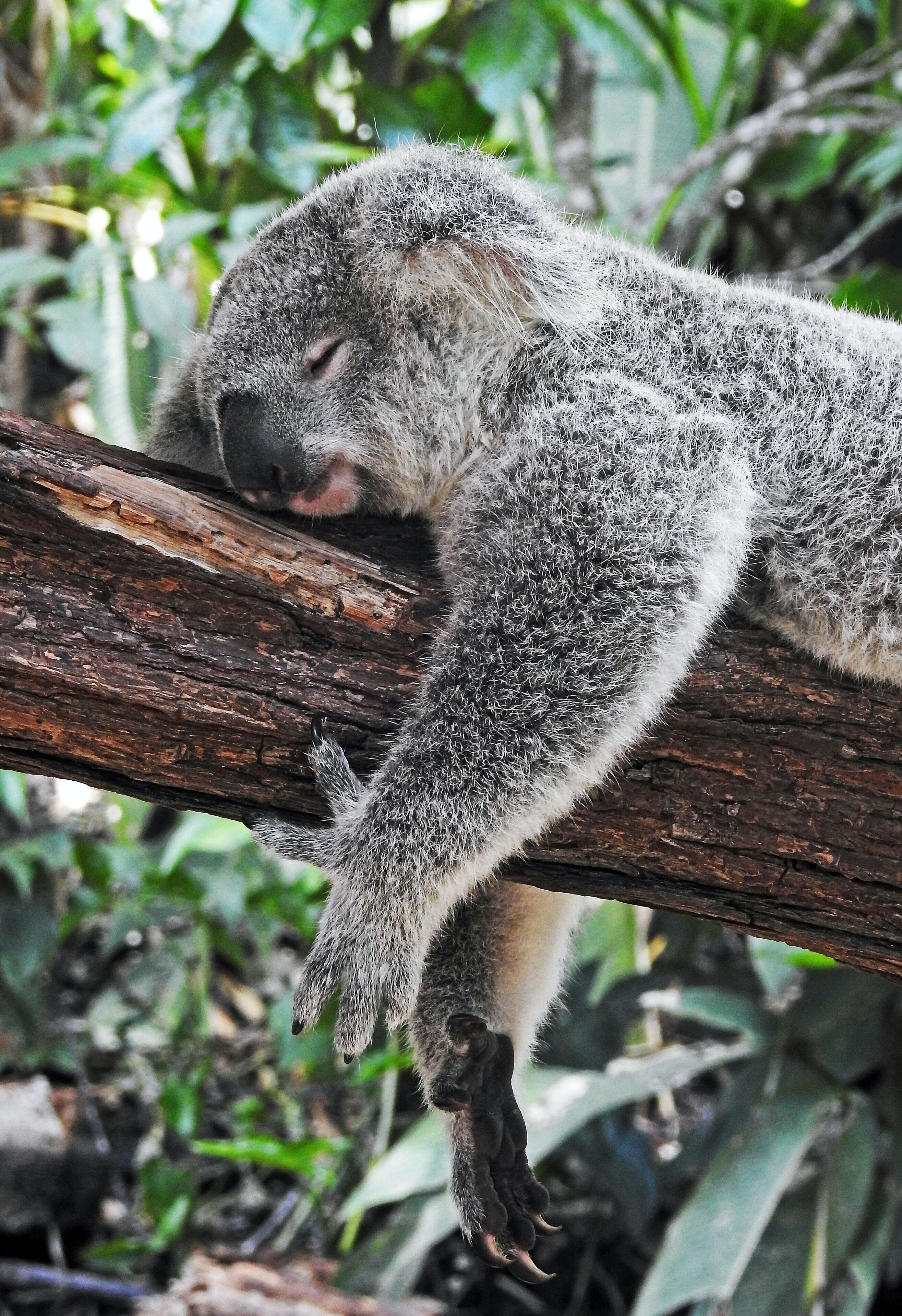 Koala lepää puunoksalla.