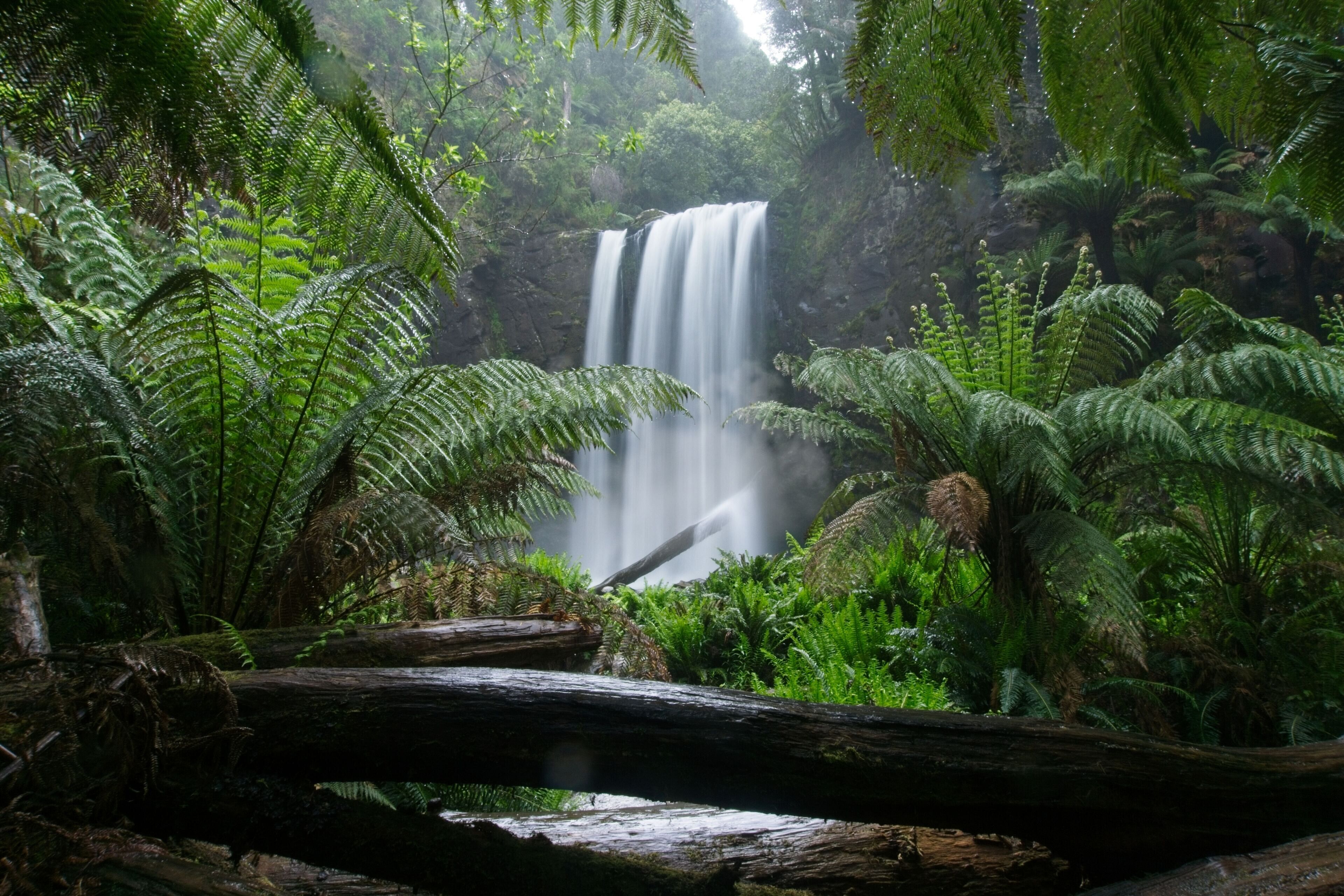 Une cascade entourée de fougères verdoyantes et, au premier plan, une souche d’arbre tombée.