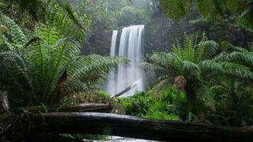 Una cascata circondata da felci verdi rigogliose e un tronco caduto in primo piano.