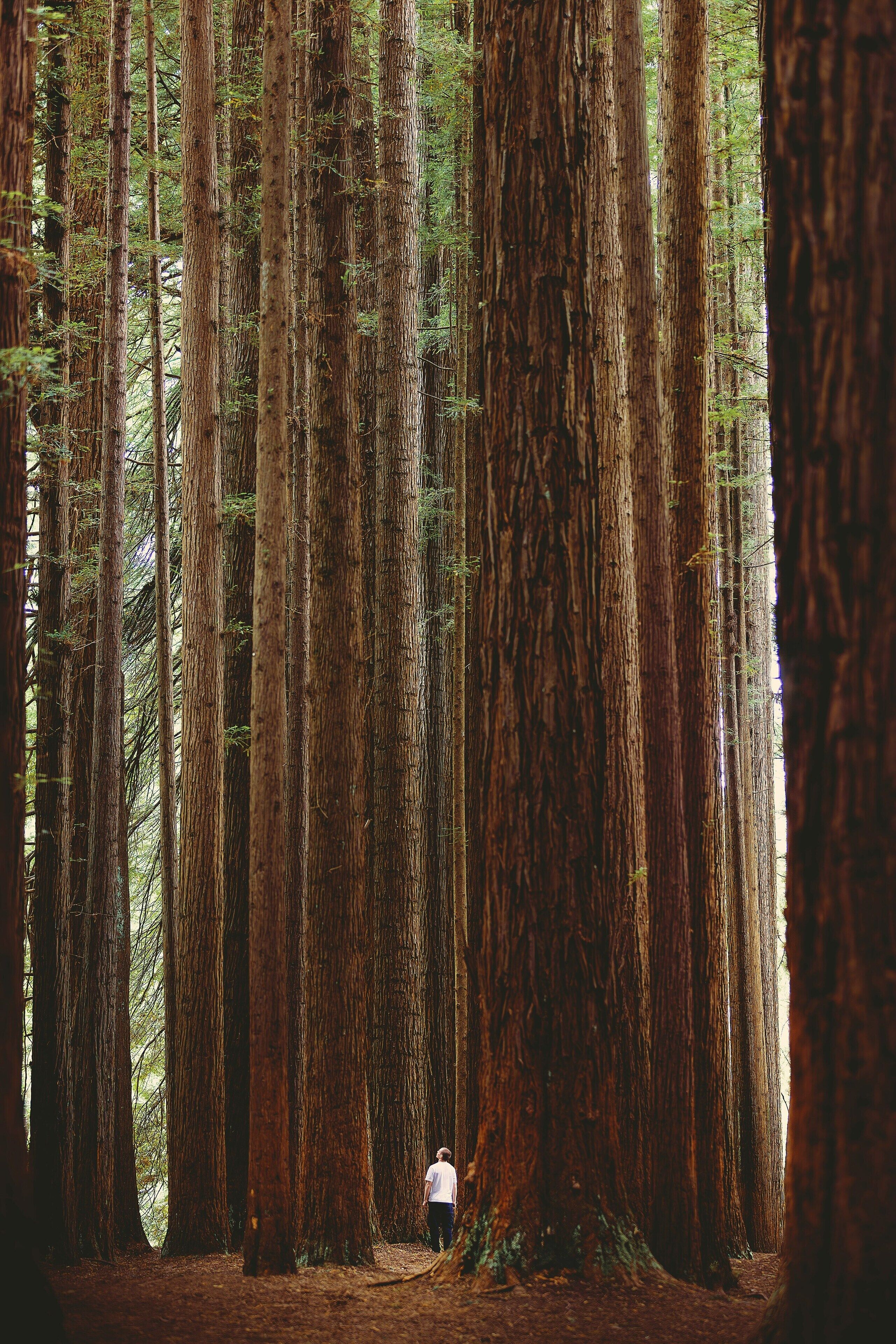 A forest with tall trees and a person standing in the middle.