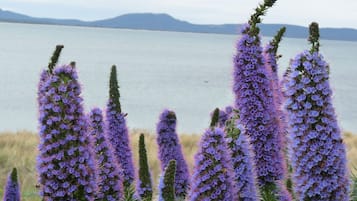 A coastal landscape with tall purple flowers and a body of water in the background.