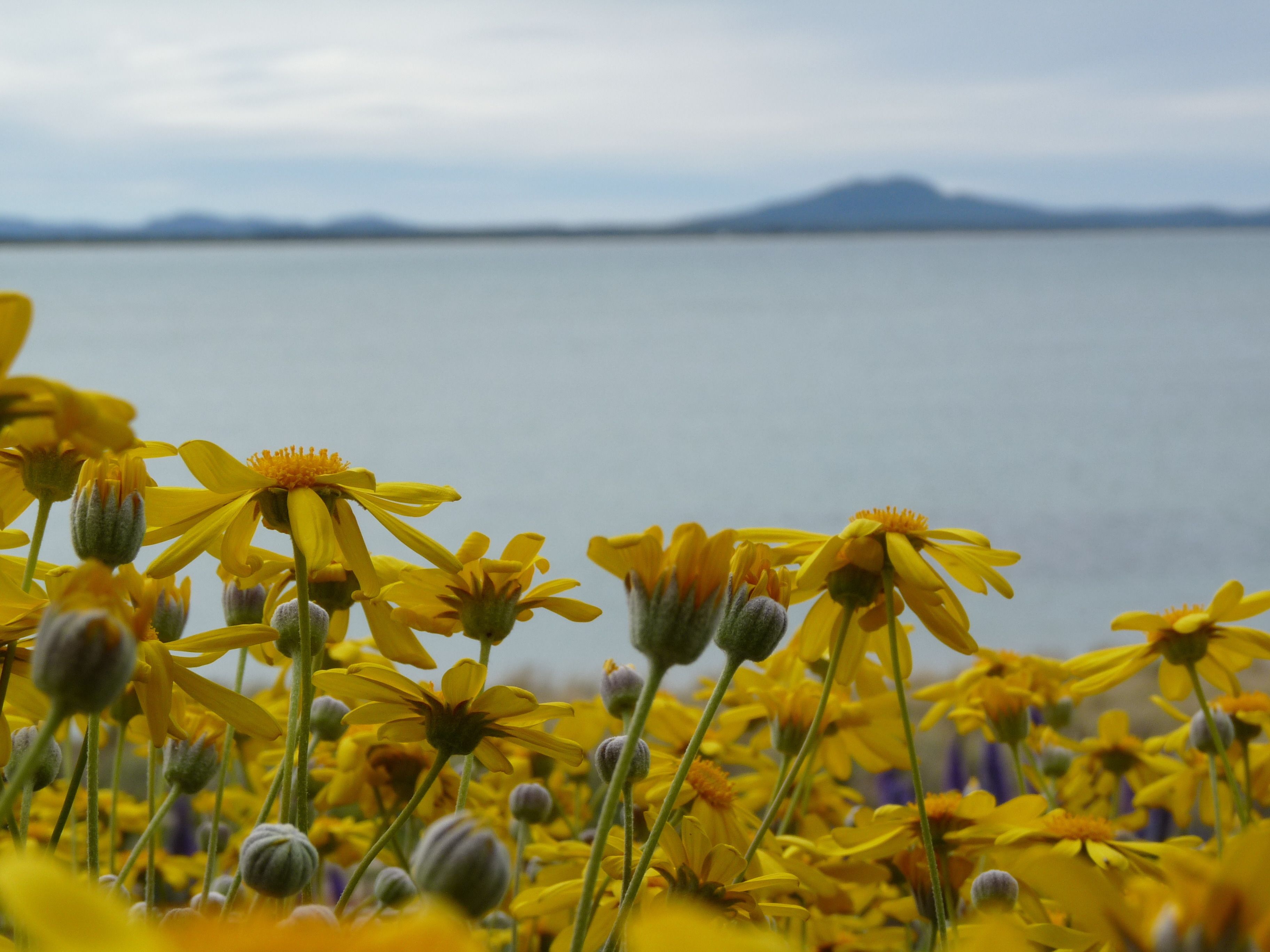 Un campo de flores amarillas, con un cuerpo de agua y una montaña distante al fondo.