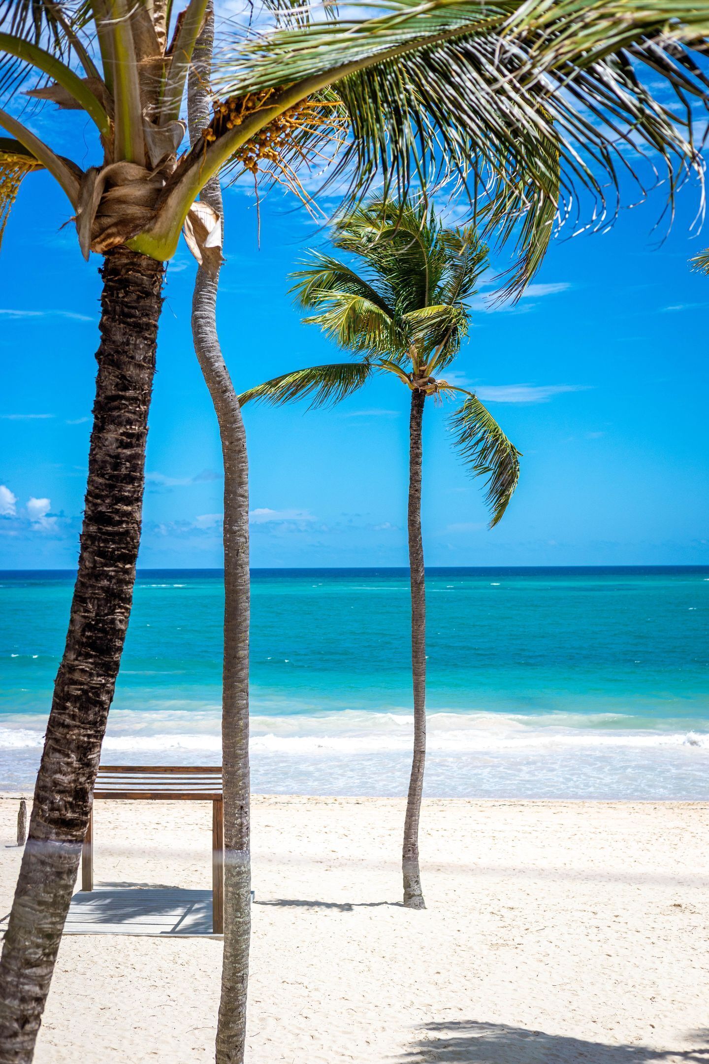 A beach with palm trees, a wooden bench, and a clear view of the ocean.