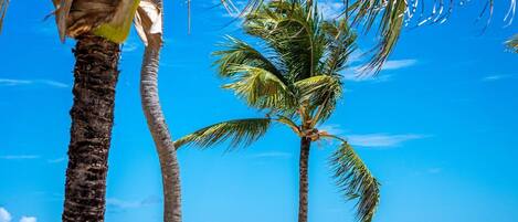 Een strand met palmbomen, een houten bankje en een helder uitzicht op de oceaan.