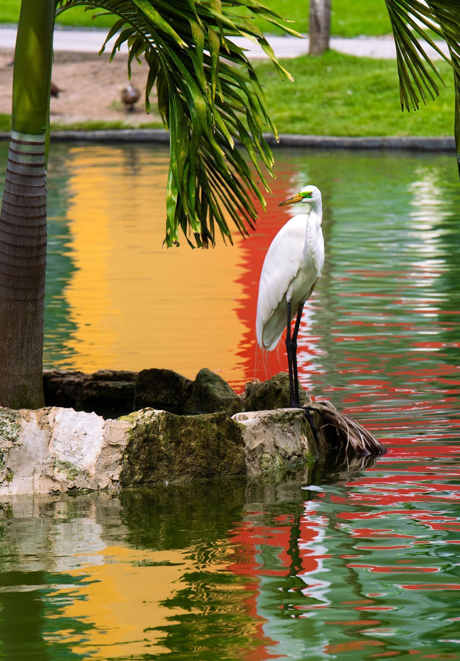 Een witte vogel staat op een rots aan een waterlichaam, met groene en rode reflecties.