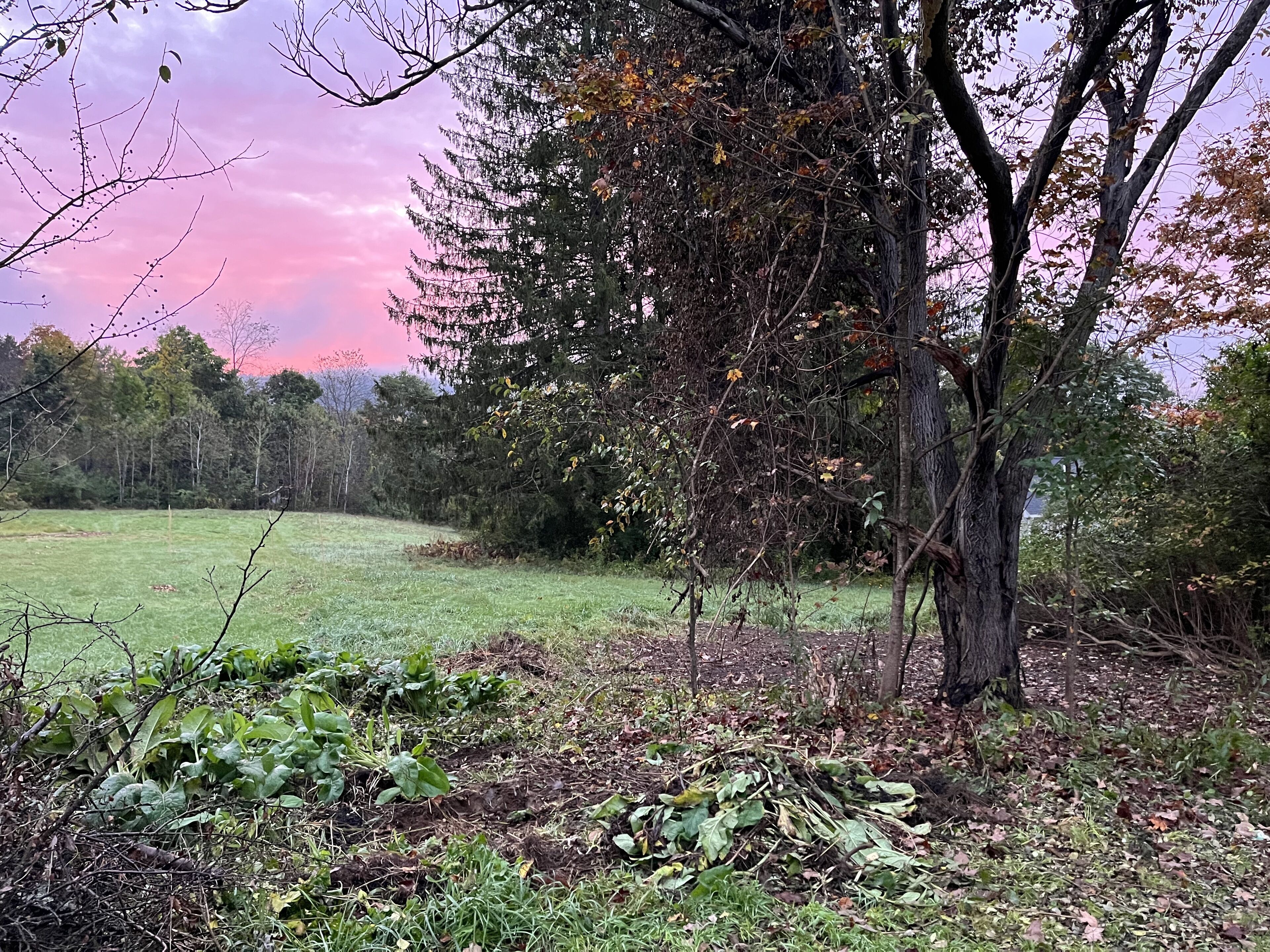 Un paisaje natural con un campo cubierto de hierba, árboles y un bosque denso al fondo.