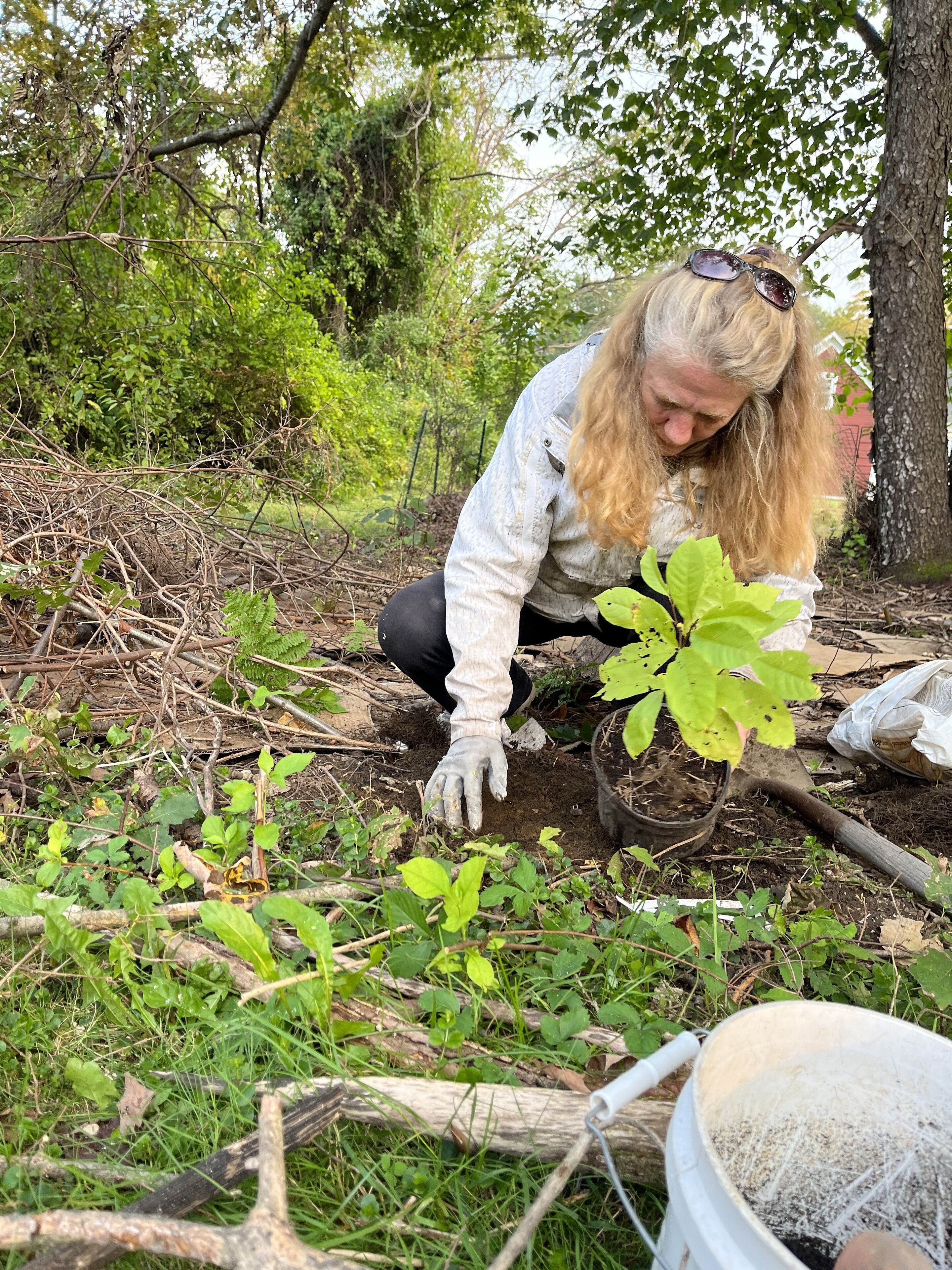Una persona plantando un árbol en un entorno natural, con una pala y una carretilla cerca.