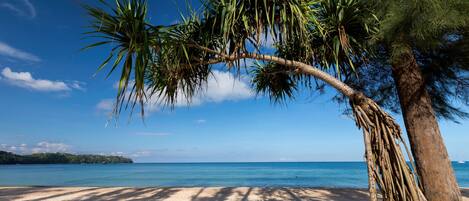 Une plage avec une eau d’un bleu limpide, un rivage sablonneux et un palmier.