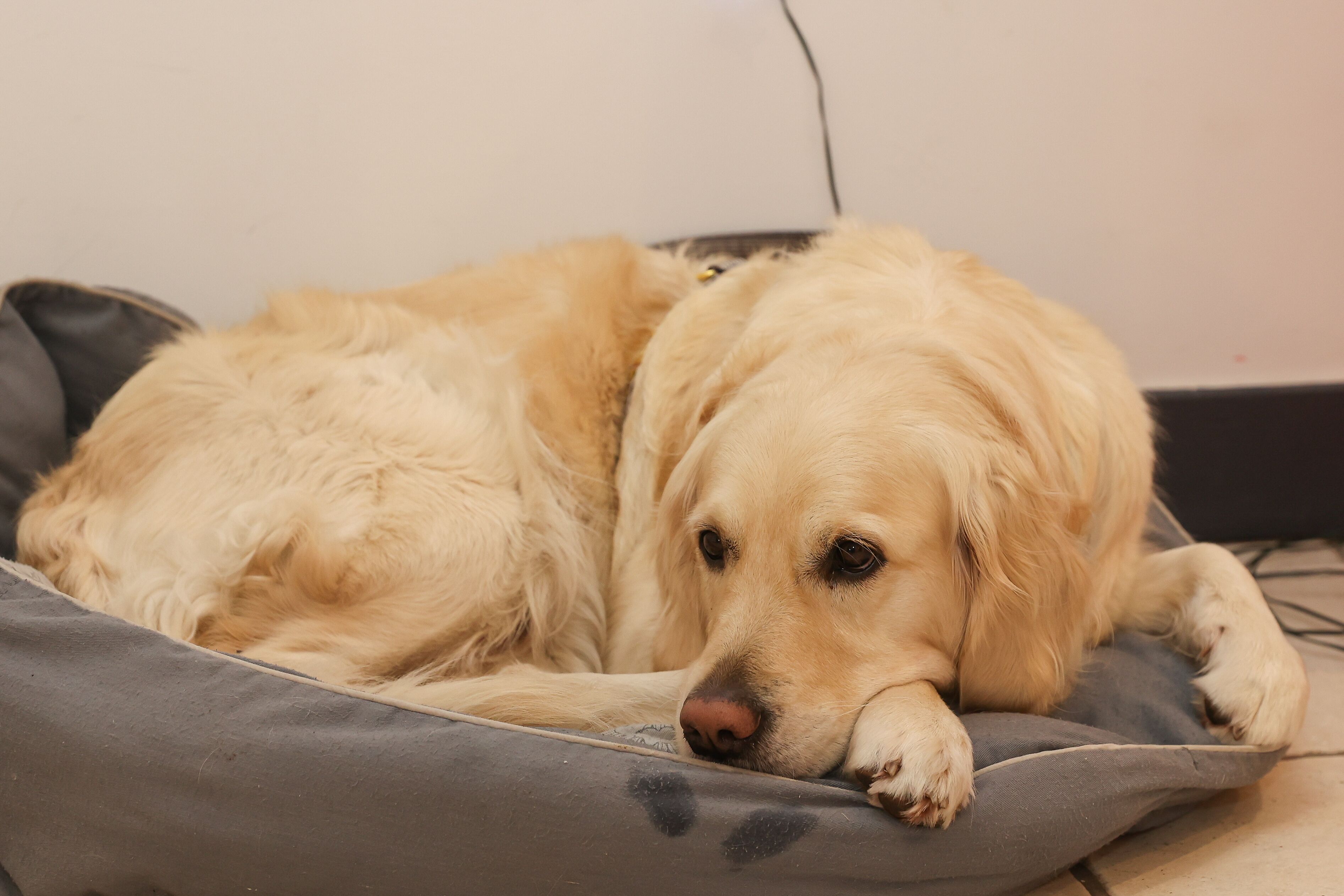 A golden retriever lying on a grey pet bed with a white wall in the background.
