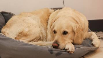 A golden retriever lying on a grey pet bed with a white wall in the background.