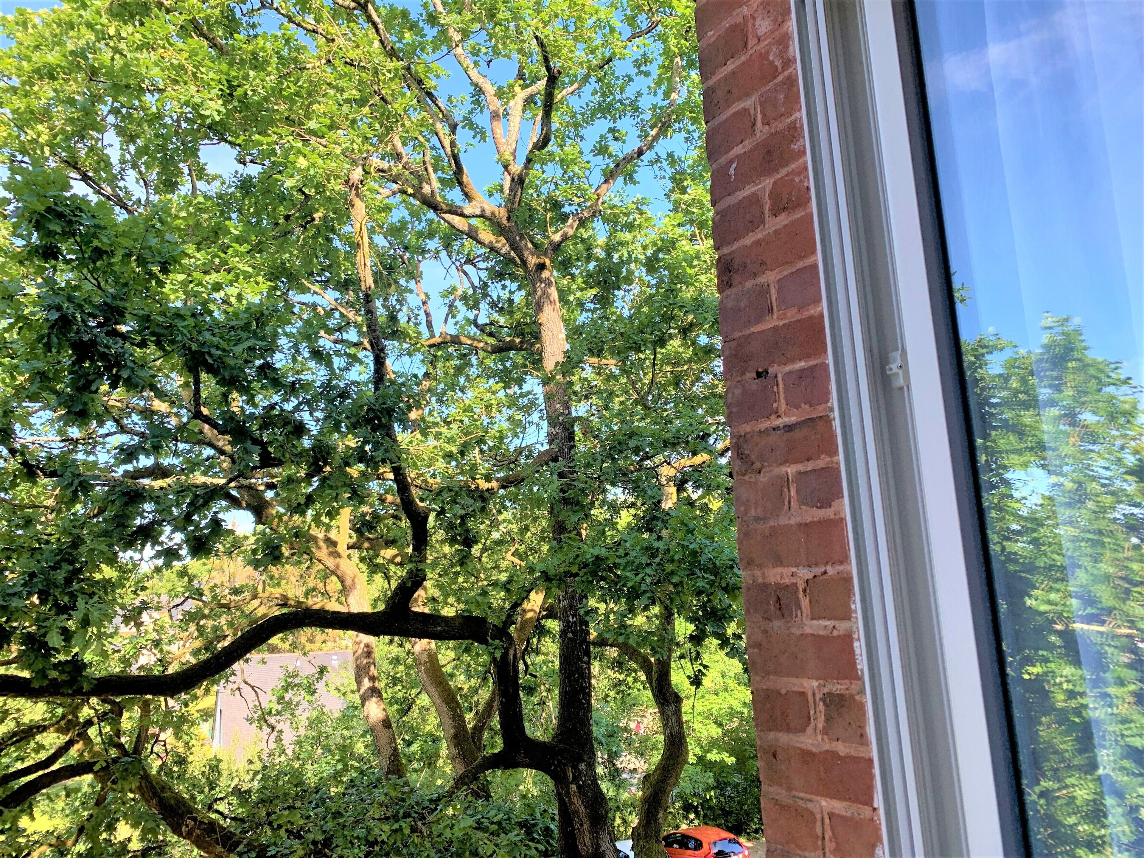 A view through a window with a brick wall, a tree, and a glimpse of a building in the background.