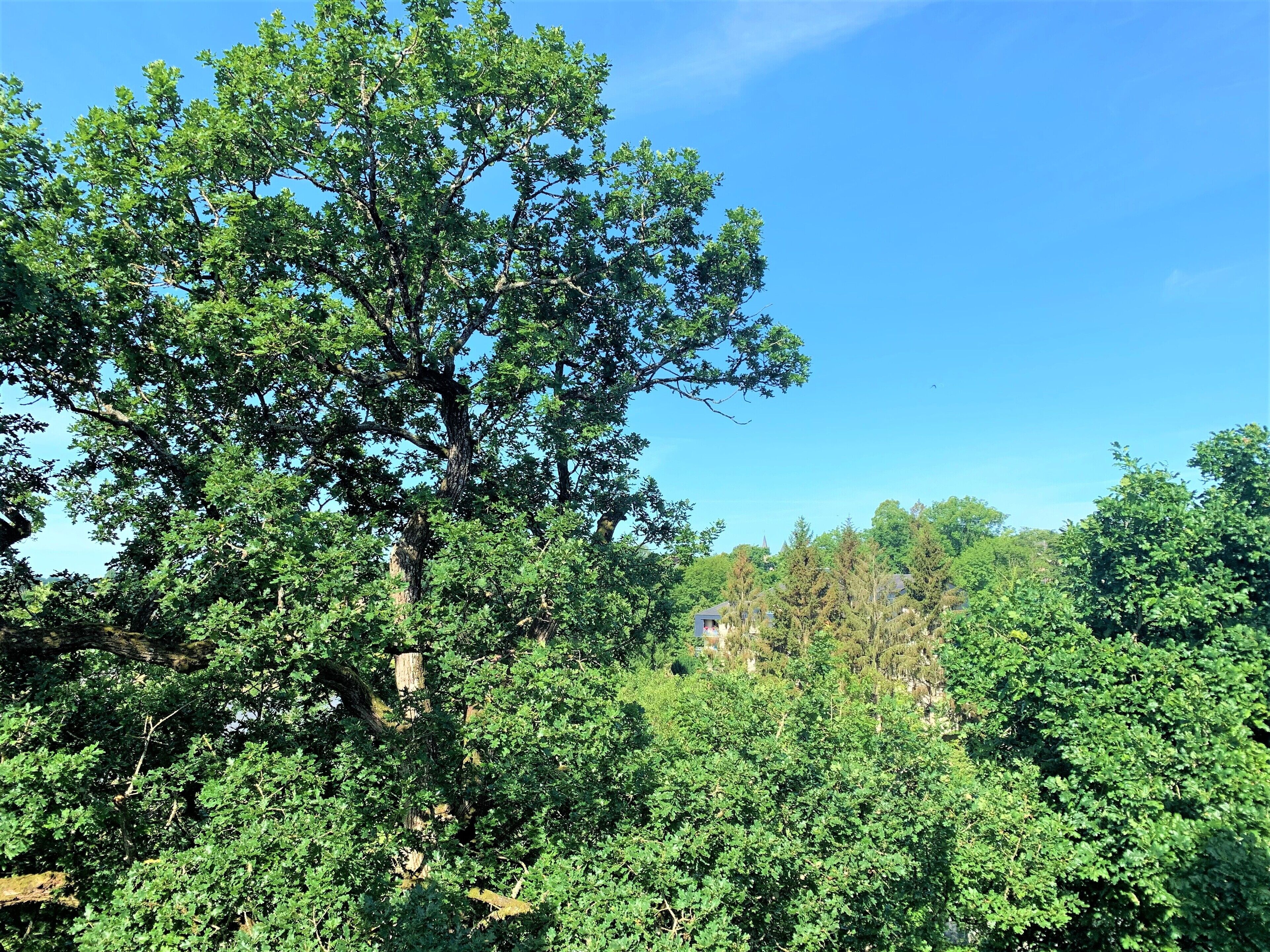 comfort, one double bed | view from room