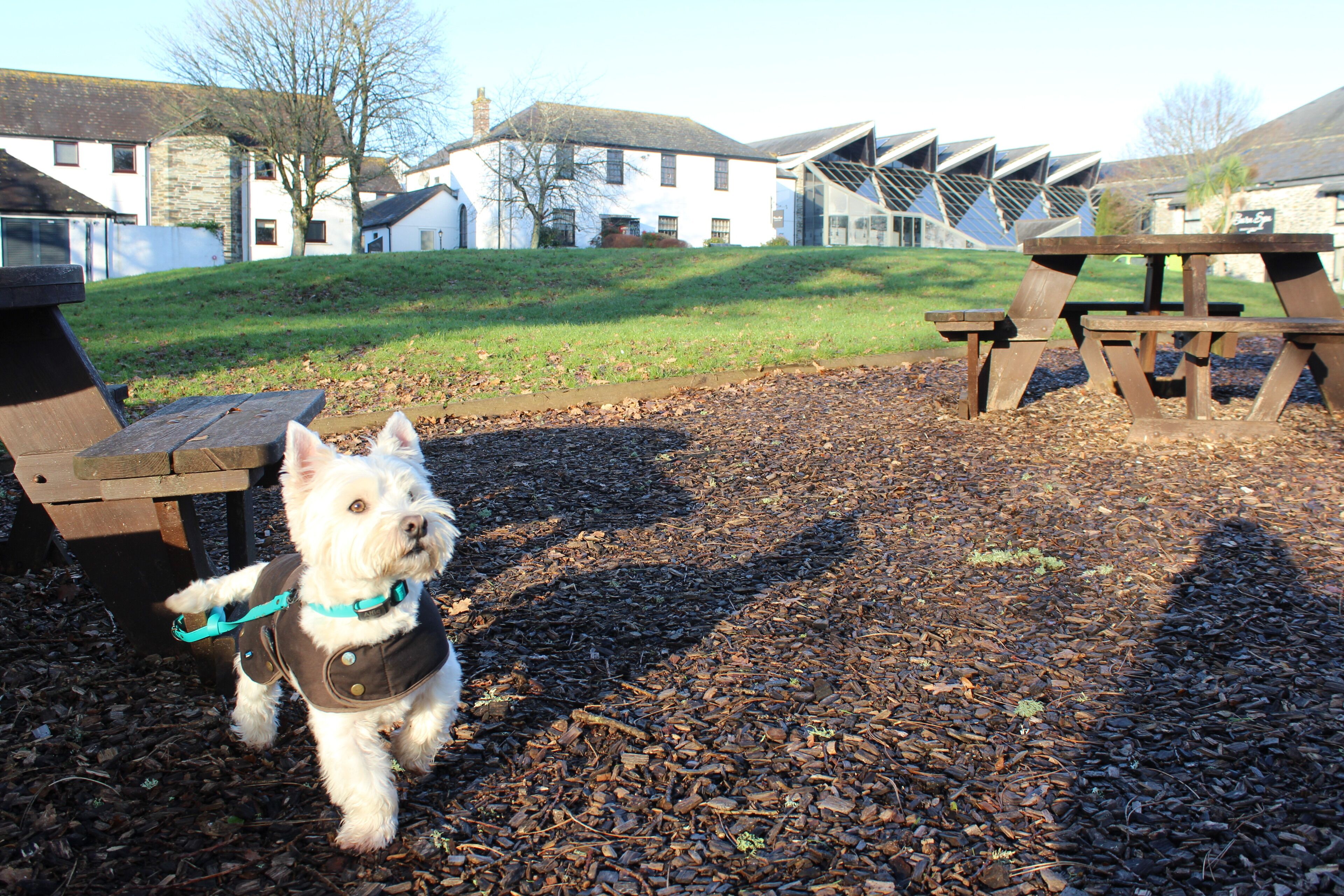 A dog in a park with picnic tables and a building in the background.
