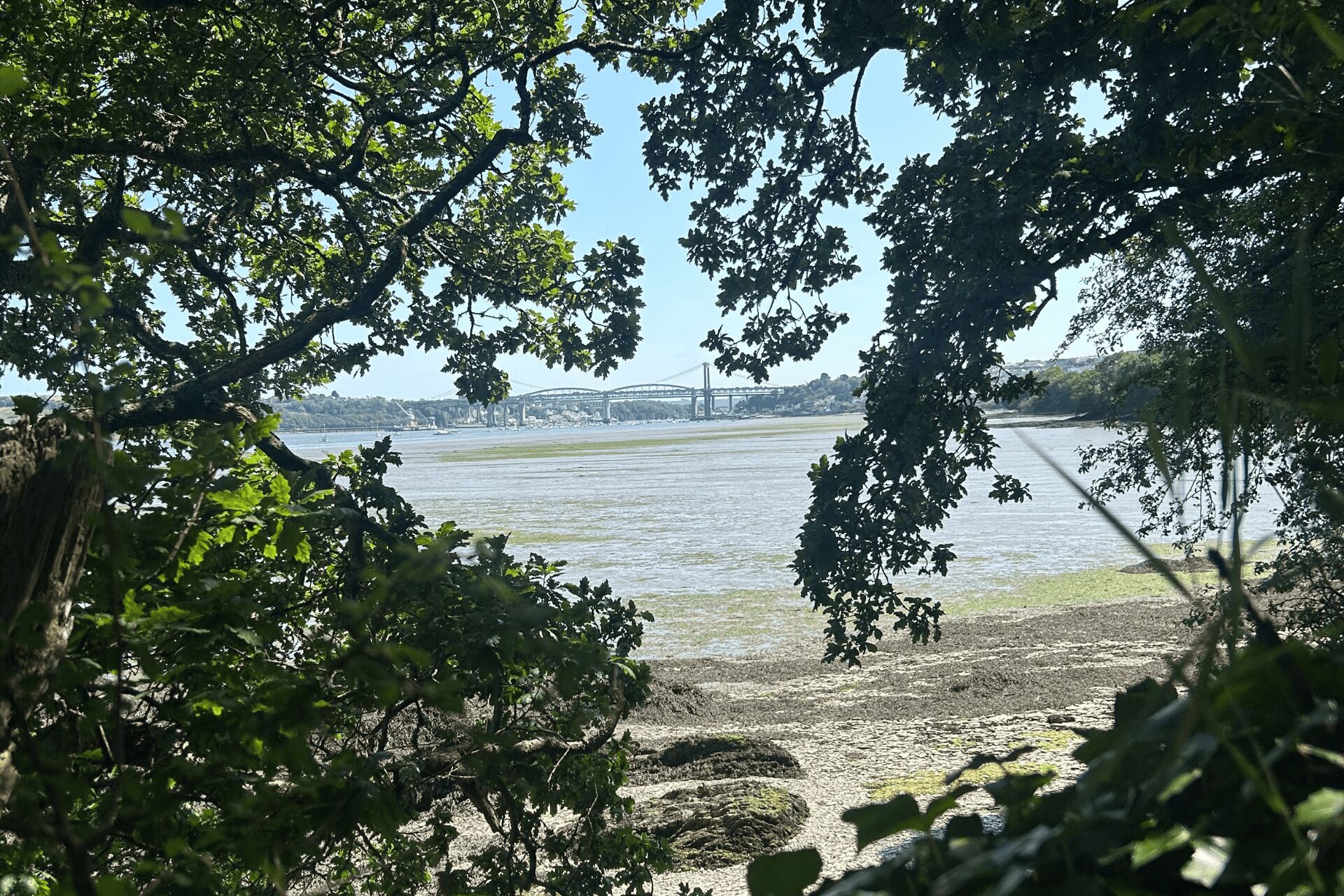 A river with a bridge in the background, surrounded by trees.